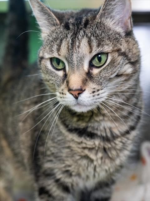 Lulu - Domestic Short Hair