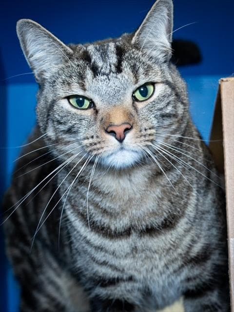 Biscuit - Domestic Short Hair