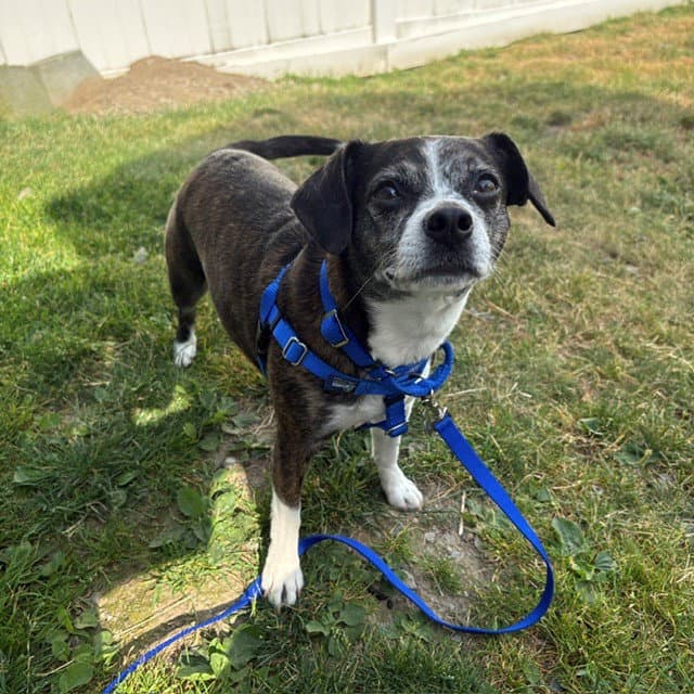 Bailey - Beagle