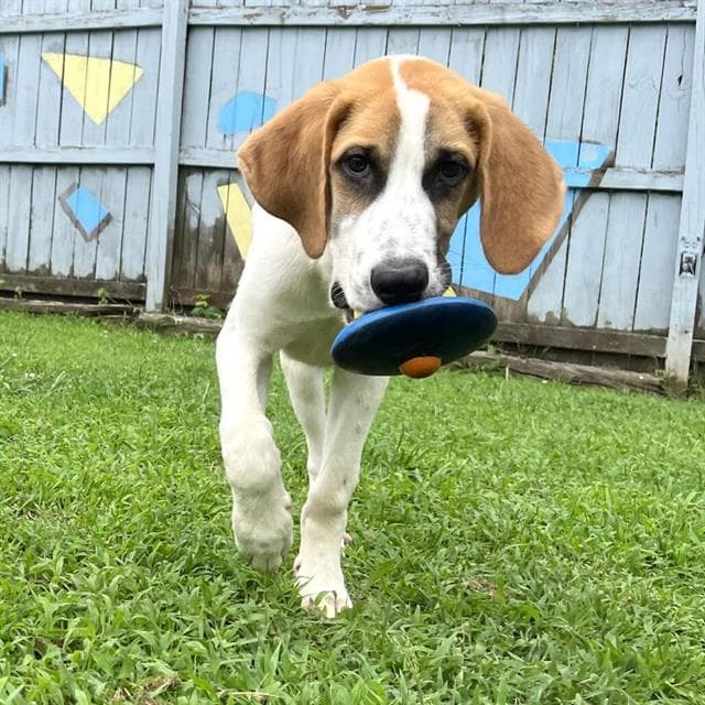 Jack - American Foxhound