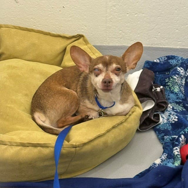 Cosh - Chihuahua