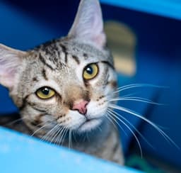 Nickle- Fiv image 1