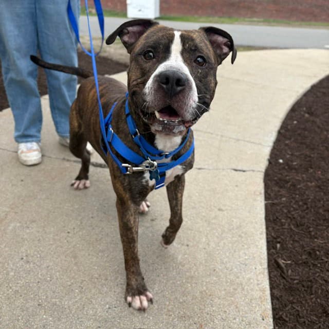 Baby Boy - Pit Bull Terrier