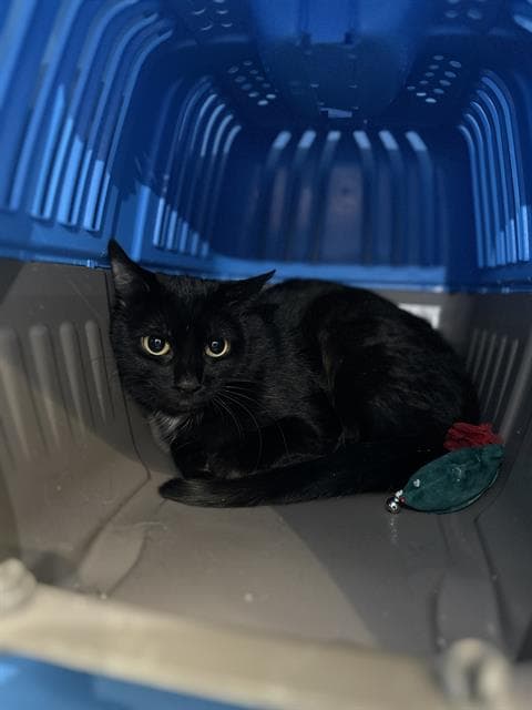 Salome - Domestic Short Hair