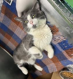 Lilo- Fiv image 1
