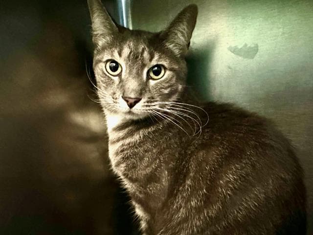 Snuggles - Domestic Short Hair