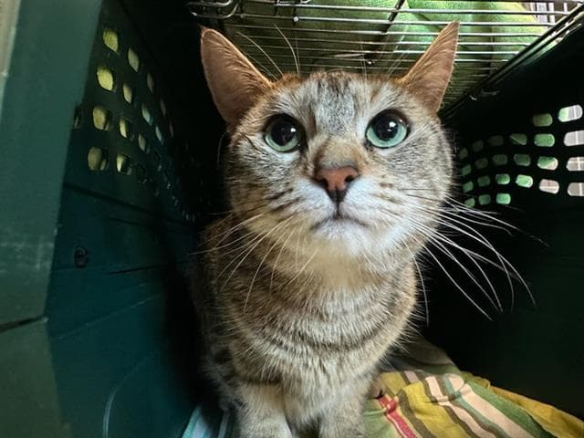 Maam - Domestic Short Hair