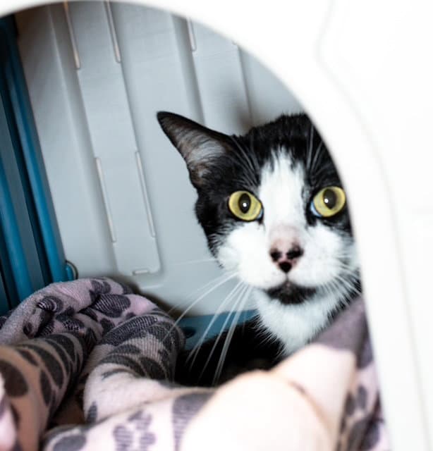 Don Julio - Domestic Short Hair