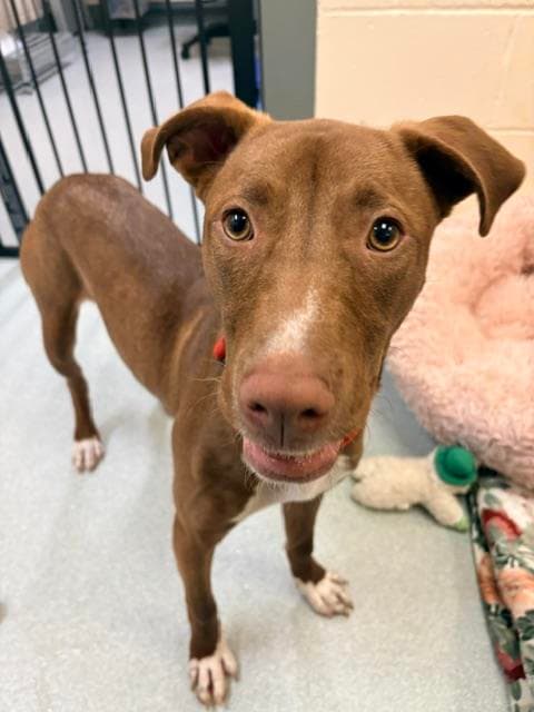 Nyla - Labrador Retriever