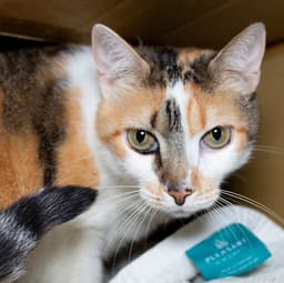 Nymeria image 1