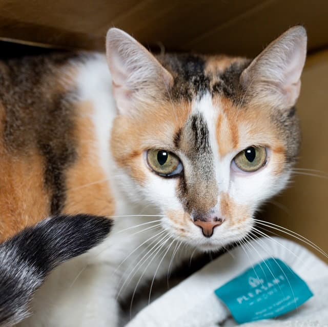 Nymeria - Domestic Short Hair
