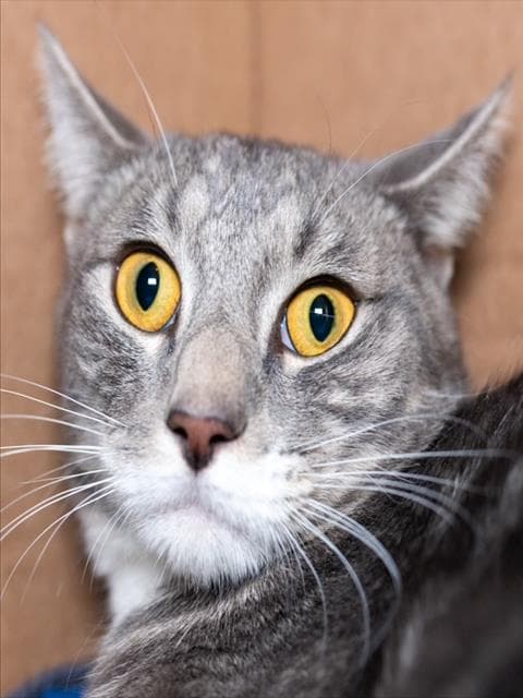 Goldblum - Domestic Short Hair