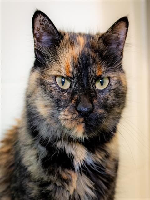Lulu - Domestic Long Hair