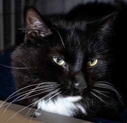 Max image 1