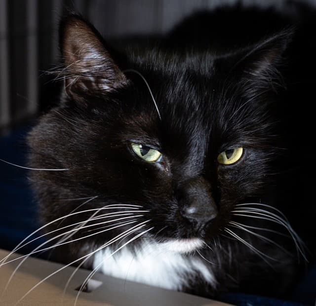Max - Domestic Long Hair