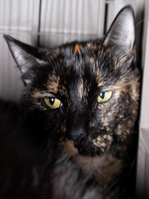 Sandi