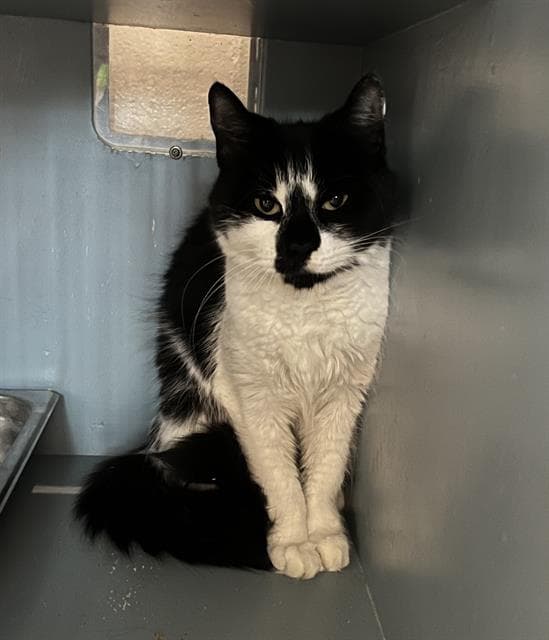 Cookie - Domestic Short Hair