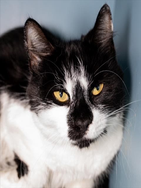 Cookie - Domestic Short Hair
