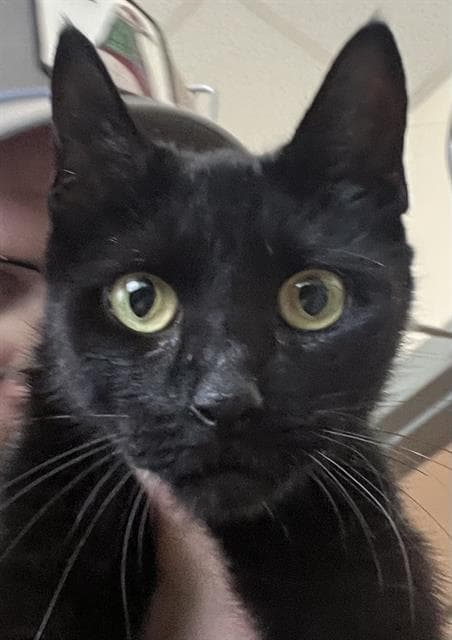 Mary - Domestic Short Hair