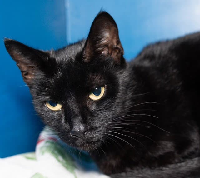 Mary - Domestic Short Hair
