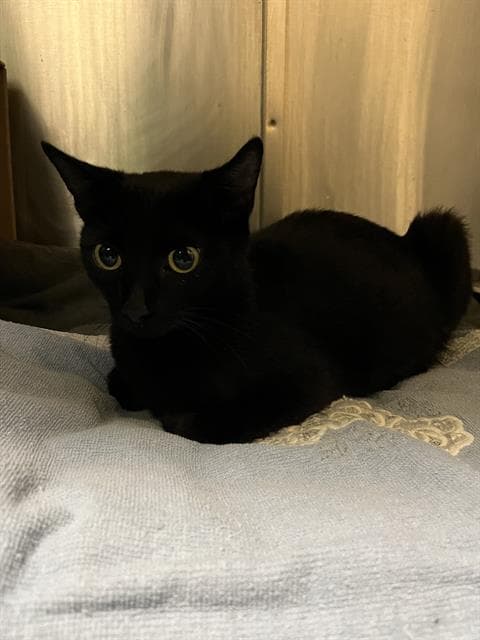 Minnie - Domestic Short Hair