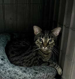Coco image 1