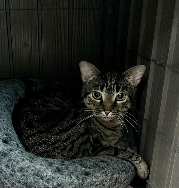 Coco - Domestic Short Hair