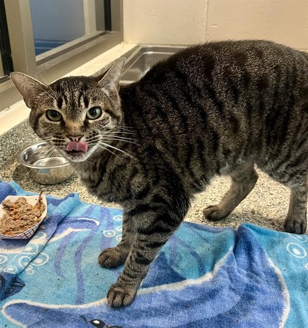 Coco - Domestic Short Hair