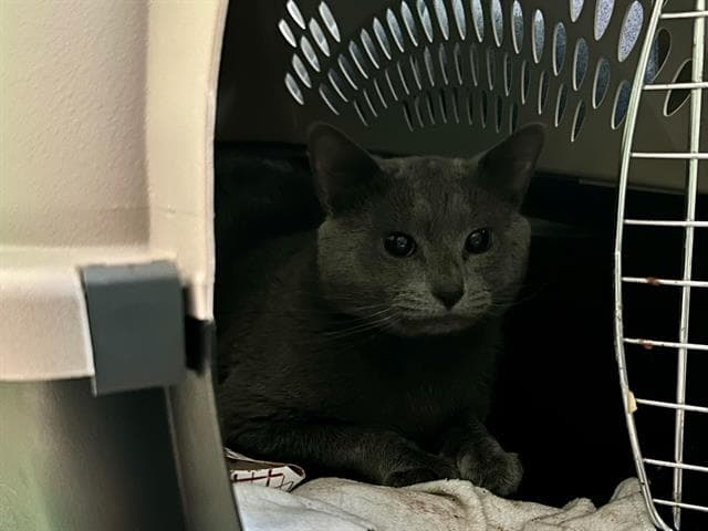 Welch - Domestic Short Hair