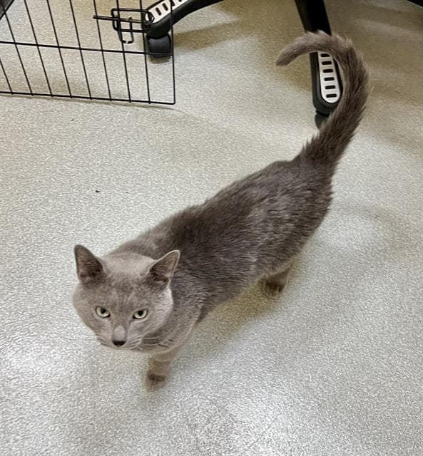Welch - Domestic Short Hair