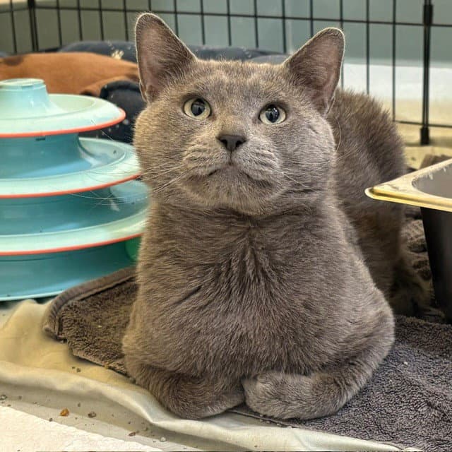 Welch - Domestic Short Hair
