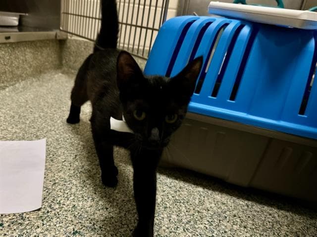 Pippa - Domestic Short Hair