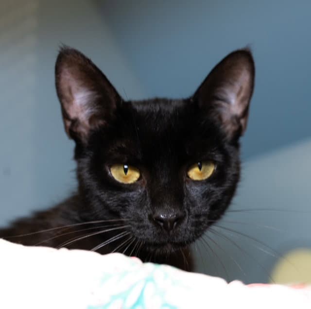 Pippa - Domestic Short Hair