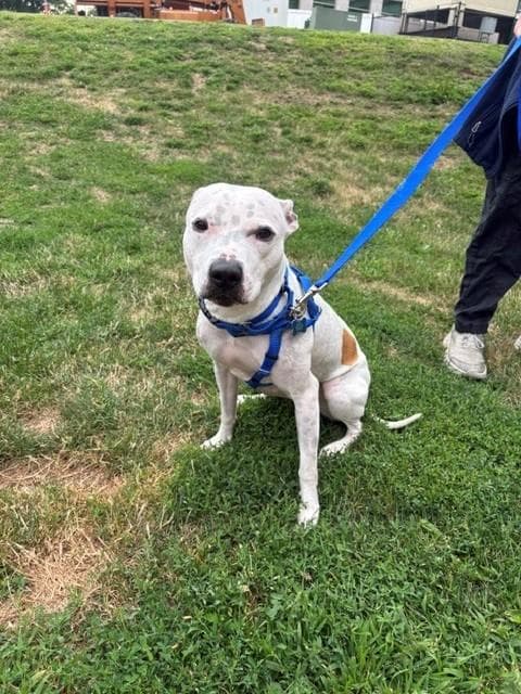 Sugar - Pit Bull Terrier