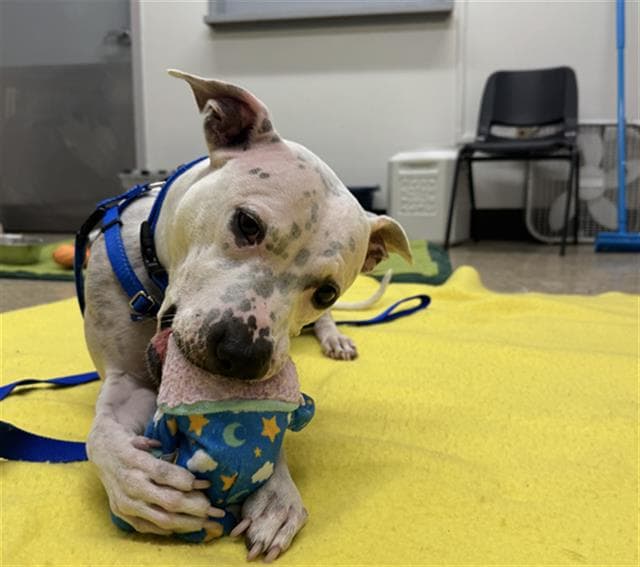Sugar - Pit Bull Terrier