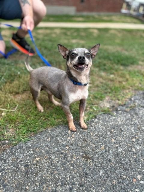 Blue - Chihuahua