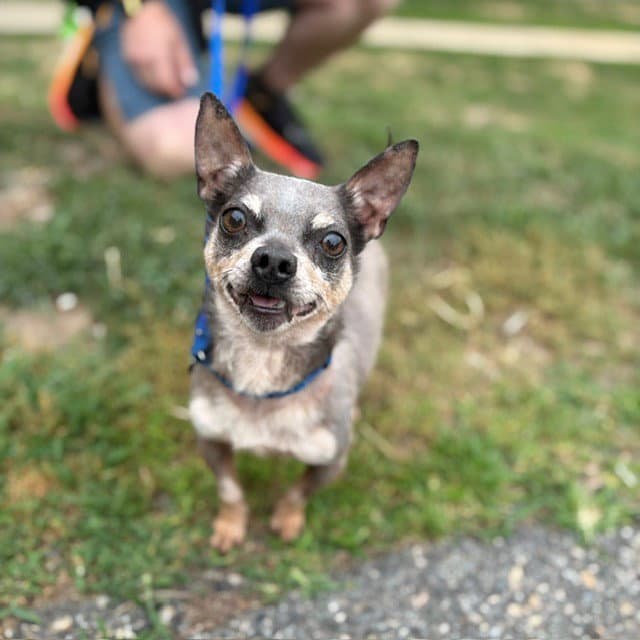 Blue - Chihuahua