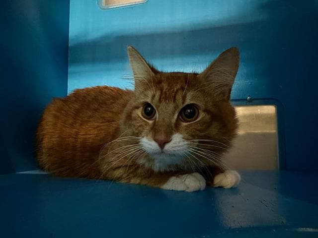 Creme Brulayla - Domestic Medium Hair