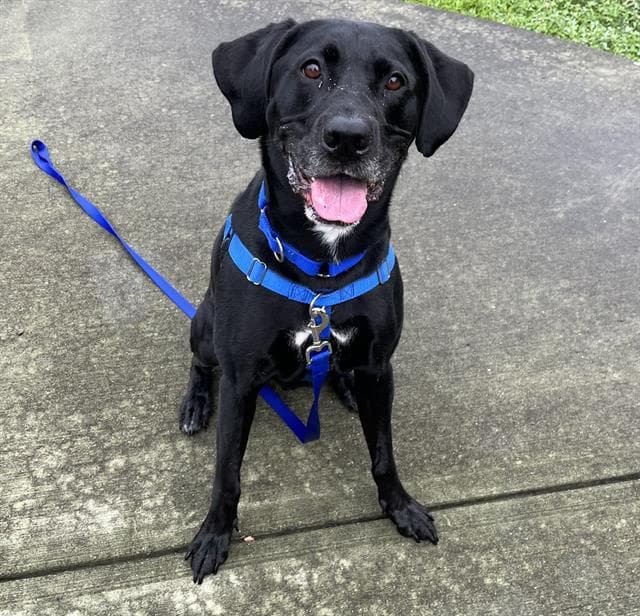 Batman - Labrador Retriever