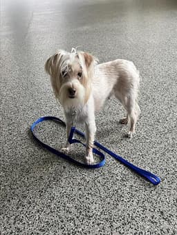 Milly image 1