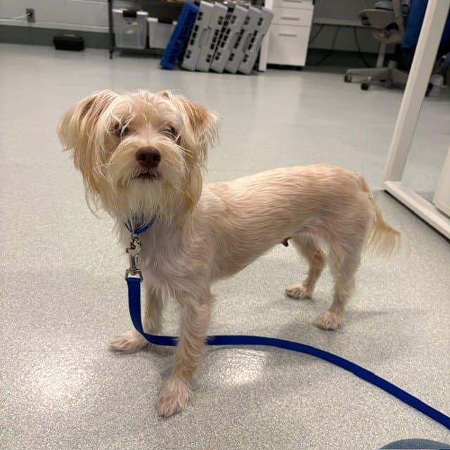 Milly - Yorkshire Terrier Yorkie