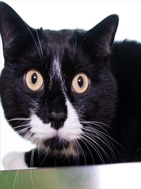 Monkey - Domestic Short Hair