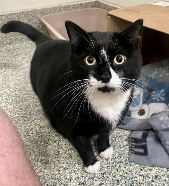 Monkey - Domestic Short Hair
