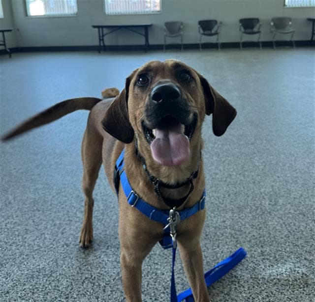 Hank - Redbone Coonhound