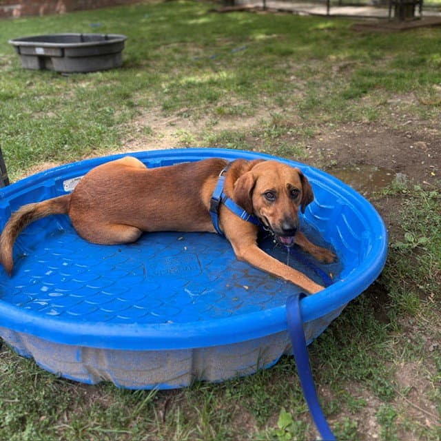 Hank - Redbone Coonhound