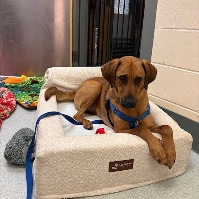 Hank - Redbone Coonhound