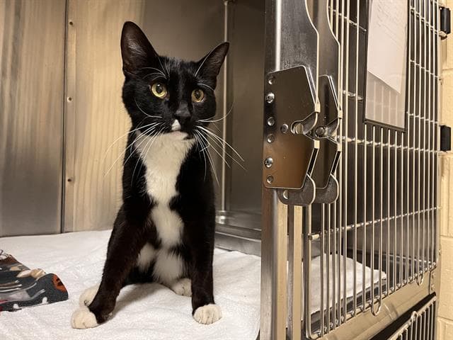 Velo - Domestic Short Hair