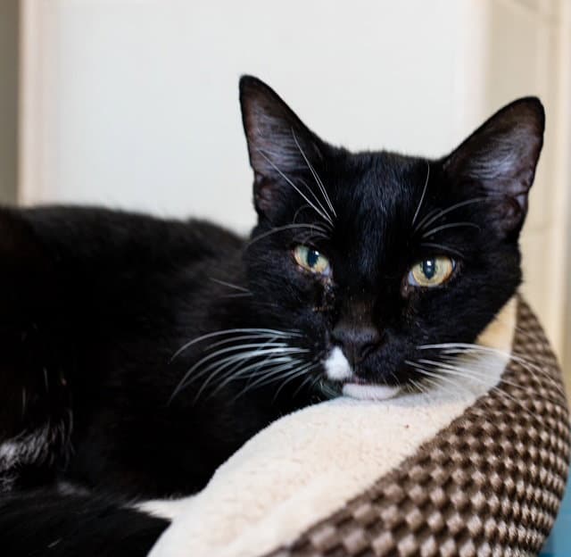 Velo - Domestic Short Hair
