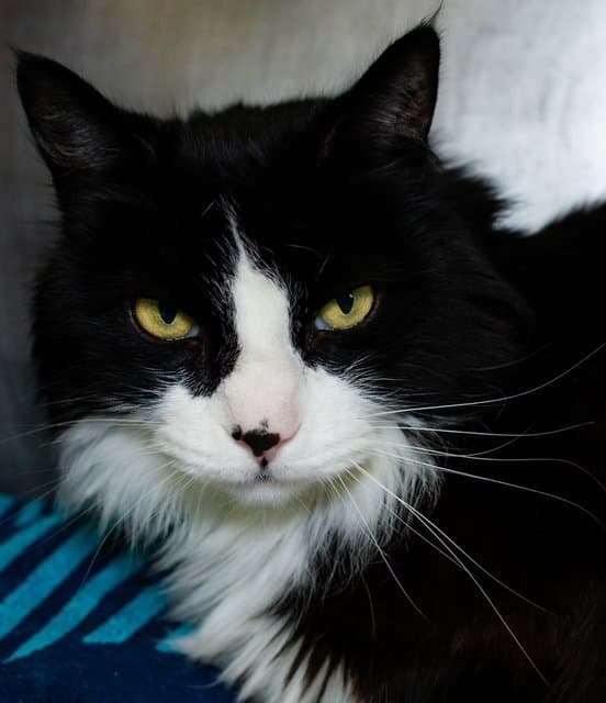 Rizzo - Domestic Long Hair