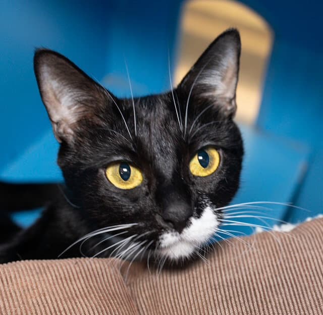 Sweety - Domestic Short Hair